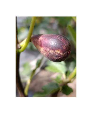 Bio Feigenbaum Lebanese Red (**)