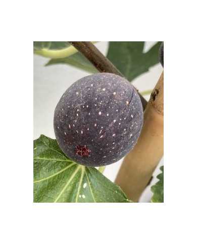 biofeigenbaumlittlemissfiggy biofeigenbaumlittlemissfiggy