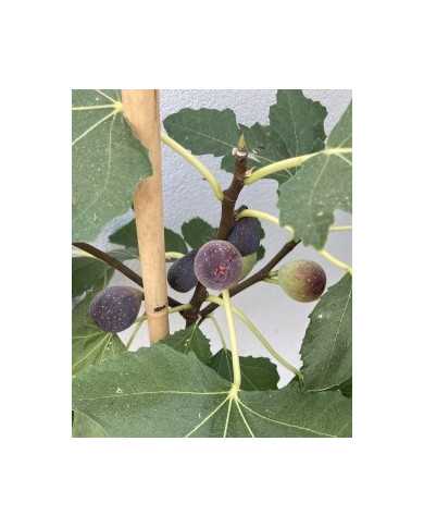 Bio Feigenbaum Little Miss Figgy Bio Feigenbaum Little Miss Figgy