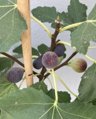 Bio Feigenbaum Little Miss Figgy Bio Feigenbaum Little Miss Figgy