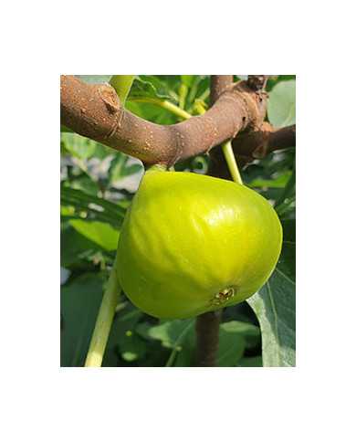 biofeigenbaumlsugold