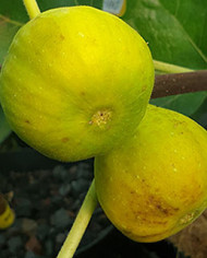 Bio Feigenbaum LSU Gold (*)