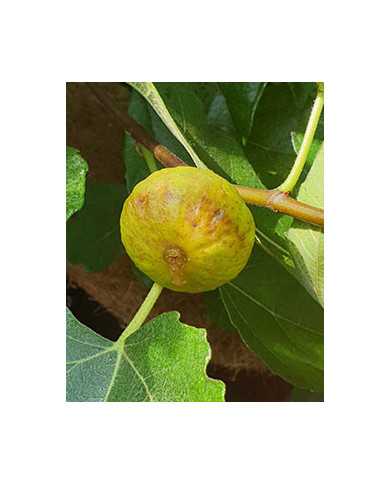 Bio Feigenbaum LSU Gold (*)