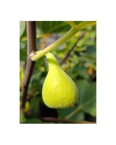 biofeigenbaumlsuhollier