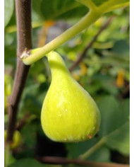 biofeigenbaumlsuhollier biofeigenbaumlsuhollier