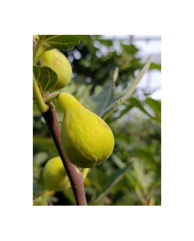 Bio Feigenbaum LSU Hollier (**)