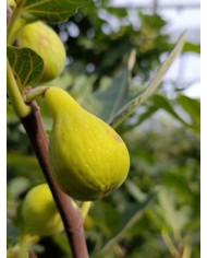 Bio Feigenbaum LSU Hollier (**)