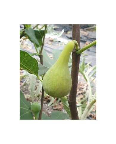 Bio Feigenbaum LSU Hollier (**)