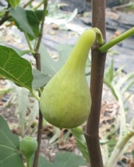 Bio Feigenbaum LSU Hollier (**)