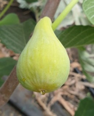 Bio Feigenbaum LSU Hollier (**)