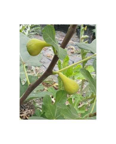 Bio Feigenbaum LSU Hollier (**)