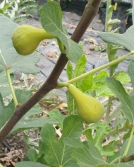 Bio Feigenbaum LSU Hollier (**)