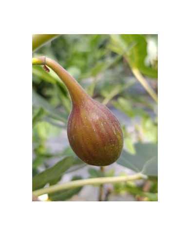 biofeigenbaumlsuorourke biofeigenbaumlsuorourke