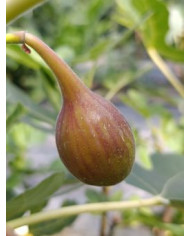 biofeigenbaumlsuorourke biofeigenbaumlsuorourke