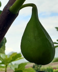 biofeigenbaumlussheim biofeigenbaumlussheim