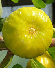 biofeigenbaumm.calauystreet biofeigenbaumm.calauystreet