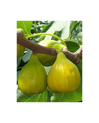 Bio Feigenbaum M. Calauy Street (*) Bio Feigenbaum M. Calauy Street (*)