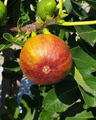 biofeigenbaummadeleinedesdeuxsaisons biofeigenbaummadeleinedesdeuxsaisons