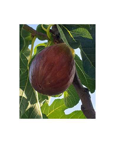 Bio Feigenbaum Madeleine des deux Saisons
