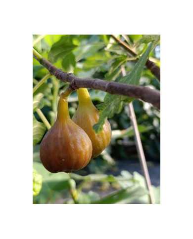 biofeigenbaummariabild biofeigenbaummariabild