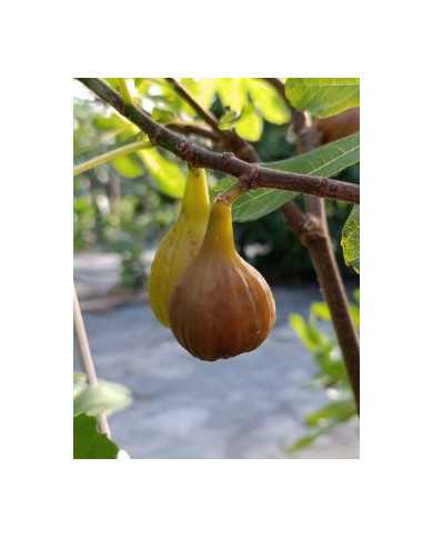 Bio Feigenbaum Maria Bild Bio Feigenbaum Maria Bild