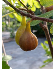 Bio Feigenbaum Maria Bild Bio Feigenbaum Maria Bild