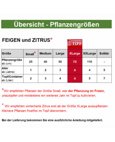 Bio Feigenbaum Maria Bild Bio Feigenbaum Maria Bild