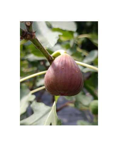 Bio Feigenbaum Maria Bild Bio Feigenbaum Maria Bild