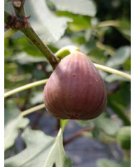 Bio Feigenbaum Maria Bild Bio Feigenbaum Maria Bild