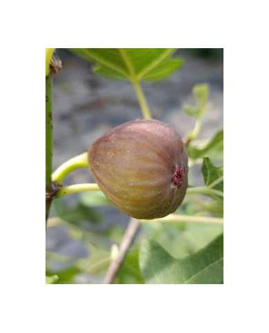 Bio Feigenbaum Maria Bild Bio Feigenbaum Maria Bild