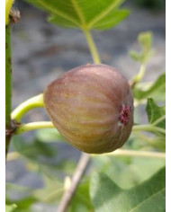 Bio Feigenbaum Maria Bild Bio Feigenbaum Maria Bild