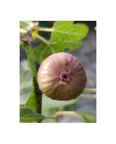 Bio Feigenbaum Maria Bild Bio Feigenbaum Maria Bild