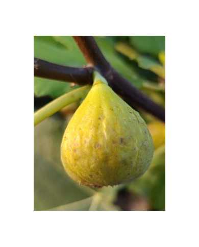 biofeigenbaummarseillaise