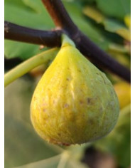 biofeigenbaummarseillaise biofeigenbaummarseillaise