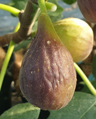 biofeigenbaummarseillesblack