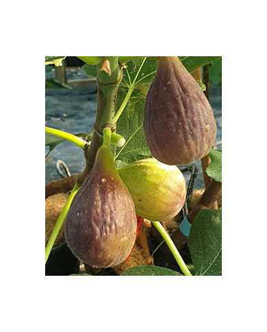 Bio Feigenbaum Marseilles Black (**) Bio Feigenbaum Marseilles Black (**)