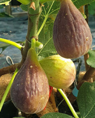 Bio Feigenbaum Marseilles Black (**) Bio Feigenbaum Marseilles Black (**)