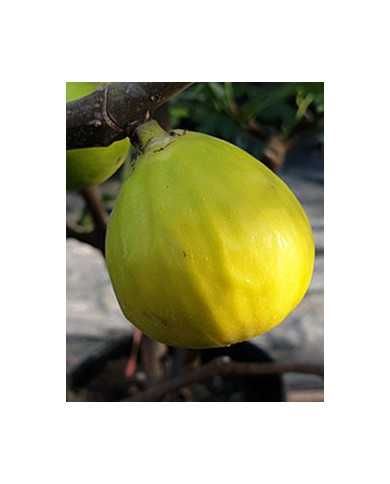 biofeigenbaummedulin biofeigenbaummedulin