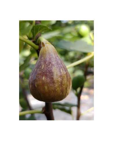 biofeigenbaummelanzana