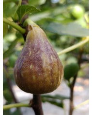 biofeigenbaummelanzana