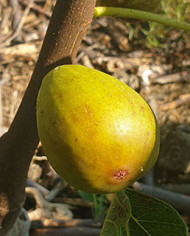 Bio Feigenbaum Melanzana (*)