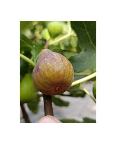 Bio Feigenbaum Melanzana (*)