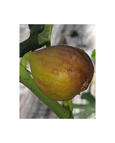 Bio Feigenbaum Michurinska 10 (*)