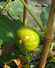 biofeigenbaummichurinskagreen