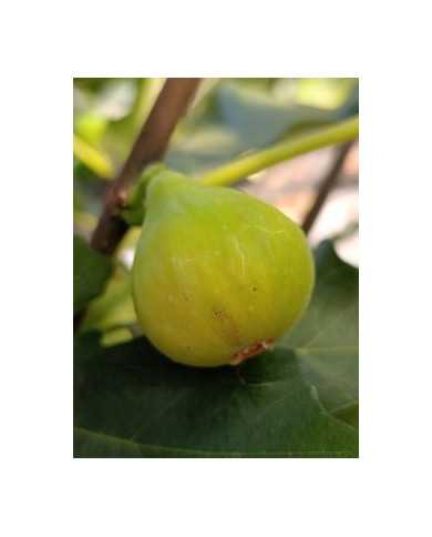 Bio Feigenbaum Michurinska green (**)