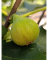 Bio Feigenbaum Michurinska green (**)