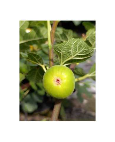 biofeigenbaummonstreuse