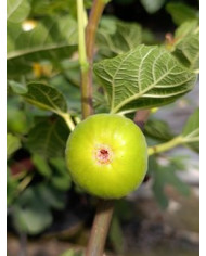 biofeigenbaummonstreuse