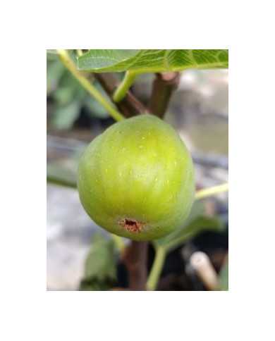 Bio Feigenbaum Monstreuse (**)