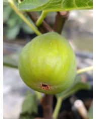 Bio Feigenbaum Monstreuse (**)